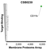 Membrane Proteome Specificity: The specificity of CD11b Monoclonal Antibody (CSB0230) was tested on the Membrane Proteome Array™ and shown to be specific for pig CD11b. The Membrane Proteome Array™ contains 6,000 different human membrane proteins, each expressed in unfixed Avian cells to ensure native conformation and post-translational modifications. The Membrane Proteome Array™ represents the industry standard for determining the binding specificity of antibodies and other protein ligands.