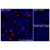 Immunofluorescence, Extracellular: (Left) JS-1 cells transiently transfected pig CD11b were stained with CD11b Monoclonal Antibody (CSB0231) followed by AlexaFluor 647 anti- IgG secondary antibody (red) and DAPI (blue). (Top right) JS-1 cells transiently transfected with an empty control vector stained with CD11b Monoclonal Antibody. (Bottom right) Isotype control: JS-1 cells transfected with pig CD11b and stained with control MAb.