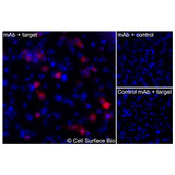 Immunofluorescence, Intracellular: (Left) JS-1 cells transiently transfected pig CD11b were permeabilized and stained with CD11b Monoclonal Antibody (CSB0231) followed by AlexaFluor 647 anti- IgG secondary antibody (red) and DAPI (blue). (Top right) JS-1 cells transiently transfected with an empty control vector stained with CD11b Monoclonal Antibody. (Bottom right) Isotype control: JS-1 cells transfected with pig {{target} and stained with control MAb.