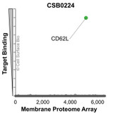 Membrane Proteome Specificity: The specificity of CD62L Monoclonal Antibody (CSB0224) was tested on the Membrane Proteome Array™ and shown to be specific for human CD62L. The Membrane Proteome Array™ contains 6,000 different human membrane proteins, each expressed in unfixed Human cells to ensure native conformation and post-translational modifications. The Membrane Proteome Array™ represents the industry standard for determining the binding specificity of antibodies and other protein ligands.