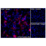 Immunofluorescence, Intracellular: (Left) JS-1 cells transiently transfected human CD62L were permeabilized and stained with CD62L Monoclonal Antibody (CSB0224) followed by AlexaFluor 647 anti- IgG secondary antibody (red) and DAPI (blue). (Top right) JS-1 cells transiently transfected with an empty control vector stained with CD62L Monoclonal Antibody. (Bottom right) Isotype control: JS-1 cells transfected with human CD62L and stained with control MAb.