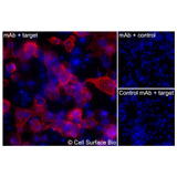 Immunofluorescence, Extracellular: (Left) COS-7 cells transiently transfected pig CD11b were stained with CD11b Monoclonal Antibody (CSB0235) followed by AlexaFluor 647 anti- IgG secondary antibody (red) and DAPI (blue). (Top right) COS-7 cells transiently transfected with an empty control vector stained with CD11b Monoclonal Antibody. (Bottom right) Isotype control: COS-7 cells transfected with pig CD11b and stained with control MAb.