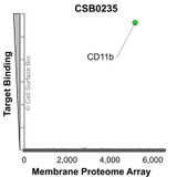 Membrane Proteome Specificity: The specificity of CD11b Monoclonal Antibody (CSB0235) was tested on the Membrane Proteome Array™ and shown to be specific for pig CD11b. The Membrane Proteome Array™ contains 6,000 different human membrane proteins, each expressed in unfixed Avian cells to ensure native conformation and post-translational modifications. The Membrane Proteome Array™ represents the industry standard for determining the binding specificity of antibodies and other protein ligands.