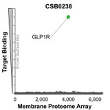 Membrane Proteome Specificity: The specificity of GLP1R Monoclonal Antibody (CSB0238) was tested on the Membrane Proteome Array™ and shown to be specific for human GLP1R. The Membrane Proteome Array™ contains 6,000 different human membrane proteins, each expressed in unfixed Human cells to ensure native conformation and post-translational modifications. The Membrane Proteome Array™ represents the industry standard for determining the binding specificity of antibodies and other protein ligands.