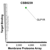 Membrane Proteome Specificity: The specificity of GLP1R Monoclonal Antibody (CSB0239) was tested on the Membrane Proteome Array™ and shown to be specific for human GLP1R. The Membrane Proteome Array™ contains 6,000 different human membrane proteins, each expressed in unfixed Human cells to ensure native conformation and post-translational modifications. The Membrane Proteome Array™ represents the industry standard for determining the binding specificity of antibodies and other protein ligands.
