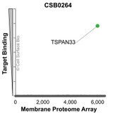 Membrane Proteome Specificity: The specificity of TSPAN33 Monoclonal Antibody (CSB0264) was tested on the Membrane Proteome Array™ and shown to be specific for human TSPAN33. The Membrane Proteome Array™ contains 6,000 different human membrane proteins, each expressed in unfixed Avian cells to ensure native conformation and post-translational modifications. The Membrane Proteome Array™ represents the industry standard for determining the binding specificity of antibodies and other protein ligands.