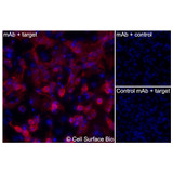 Immunofluorescence, Intracellular: (Left) JS-1 cells transiently transfected human TSPAN9 were permeabilized and stained with TSPAN9 Monoclonal Antibody (CSB0262) followed by AlexaFluor 647 anti- IgG secondary antibody (red) and DAPI (blue). (Top right) JS-1 cells transiently transfected with an empty control vector stained with TSPAN9 Monoclonal Antibody. (Bottom right) Isotype control: JS-1 cells transfected with human TSPAN9 and stained with control MAb.