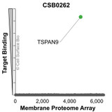 Membrane Proteome Specificity: The specificity of TSPAN9 Monoclonal Antibody (CSB0262) was tested on the Membrane Proteome Array™ and shown to be specific for human TSPAN9. The Membrane Proteome Array™ contains 6,000 different human membrane proteins, each expressed in unfixed Avian cells to ensure native conformation and post-translational modifications. The Membrane Proteome Array™ represents the industry standard for determining the binding specificity of antibodies and other protein ligands.