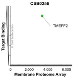 Membrane Proteome Specificity: The specificity of TMEFF2 Monoclonal Antibody (CSB0256) was tested on the Membrane Proteome Array™ and shown to be specific for TMEFF2. The Membrane Proteome Array™ contains 6,000 different human membrane proteins, each expressed in unfixed Avian cells to ensure native conformation and post-translational modifications. The Membrane Proteome Array™ represents the industry standard for determining the binding specificity of antibodies and other protein ligands.