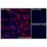 Immunofluorescence, Extracellular: (Left) JS-1 cells transiently transfected human EDA2R were stained with EDA2R Monoclonal Antibody (CSB0252) followed by AlexaFluor 647 anti- IgG secondary antibody (red) and DAPI (blue). (Top right) JS-1 cells transiently transfected with an empty control vector stained with EDA2R Monoclonal Antibody. (Bottom right) Isotype control: JS-1 cells transfected with human EDA2R and stained with control MAb.