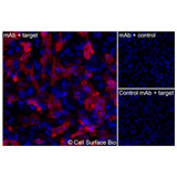 Immunofluorescence, Extracellular: (Left) JS-1 cells transiently transfected human SLC14A1 were stained with SLC14A1 Monoclonal Antibody (CSB0251) followed by AlexaFluor 647 anti- IgG secondary antibody (red) and DAPI (blue). (Top right) JS-1 cells transiently transfected with an empty control vector stained with SLC14A1 Monoclonal Antibody. (Bottom right) Isotype control: JS-1 cells transfected with human SLC14A1 and stained with control MAb.