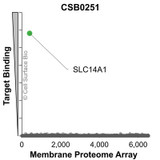 Membrane Proteome Specificity: The specificity of SLC14A1 Monoclonal Antibody (CSB0251) was tested on the Membrane Proteome Array™ and shown to be specific for human SLC14A1. The Membrane Proteome Array™ contains 6,000 different human membrane proteins, each expressed in unfixed Human cells to ensure native conformation and post-translational modifications. The Membrane Proteome Array™ represents the industry standard for determining the binding specificity of antibodies and other protein ligands.