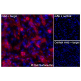 Immunofluorescence, Extracellular: (Left) JS-1 cells transiently transfected human SLC14A1 were stained with SLC14A1 Monoclonal Antibody (CSB0250) followed by AlexaFluor 647 anti- IgG secondary antibody (red) and DAPI (blue). (Top right) JS-1 cells transiently transfected with an empty control vector stained with SLC14A1 Monoclonal Antibody. (Bottom right) Isotype control: JS-1 cells transfected with human SLC14A1 and stained with control MAb.