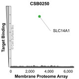 Membrane Proteome Specificity: The specificity of SLC14A1 Monoclonal Antibody (CSB0250) was tested on the Membrane Proteome Array™ and shown to be specific for human SLC14A1. The Membrane Proteome Array™ contains 6,000 different human membrane proteins, each expressed in unfixed Human cells to ensure native conformation and post-translational modifications. The Membrane Proteome Array™ represents the industry standard for determining the binding specificity of antibodies and other protein ligands.