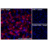 Immunofluorescence, Intracellular: (Left) JS-1 cells transiently transfected human SLC14A1 were permeabilized and stained with SLC14A1 Monoclonal Antibody (CSB0250) followed by AlexaFluor 647 anti- IgG secondary antibody (red) and DAPI (blue). (Top right) JS-1 cells transiently transfected with an empty control vector stained with SLC14A1 Monoclonal Antibody. (Bottom right) Isotype control: JS-1 cells transfected with human SLC14A1 and stained with control MAb.