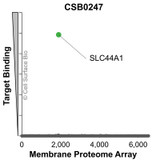Membrane Proteome Specificity: The specificity of SLC44A1 Monoclonal Antibody (CSB0247) was tested on the Membrane Proteome Array™ and shown to be specific for human SLC44A1. The Membrane Proteome Array™ contains 6,000 different human membrane proteins, each expressed in unfixed Avian cells to ensure native conformation and post-translational modifications. The Membrane Proteome Array™ represents the industry standard for determining the binding specificity of antibodies and other protein ligands.