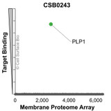 Membrane Proteome Specificity: The specificity of PLP1 Monoclonal Antibody (CSB0243) was tested on the Membrane Proteome Array™ and shown to be specific for human PLP1. The Membrane Proteome Array™ contains 6,000 different human membrane proteins, each expressed in unfixed Human cells to ensure native conformation and post-translational modifications. The Membrane Proteome Array™ represents the industry standard for determining the binding specificity of antibodies and other protein ligands.