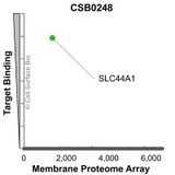 Membrane Proteome Specificity: The specificity of SLC44A1 Monoclonal Antibody (CSB0248) was tested on the Membrane Proteome Array™ and shown to be specific for human SLC44A1. The Membrane Proteome Array™ contains 6,000 different human membrane proteins, each expressed in unfixed Avian cells to ensure native conformation and post-translational modifications. The Membrane Proteome Array™ represents the industry standard for determining the binding specificity of antibodies and other protein ligands.