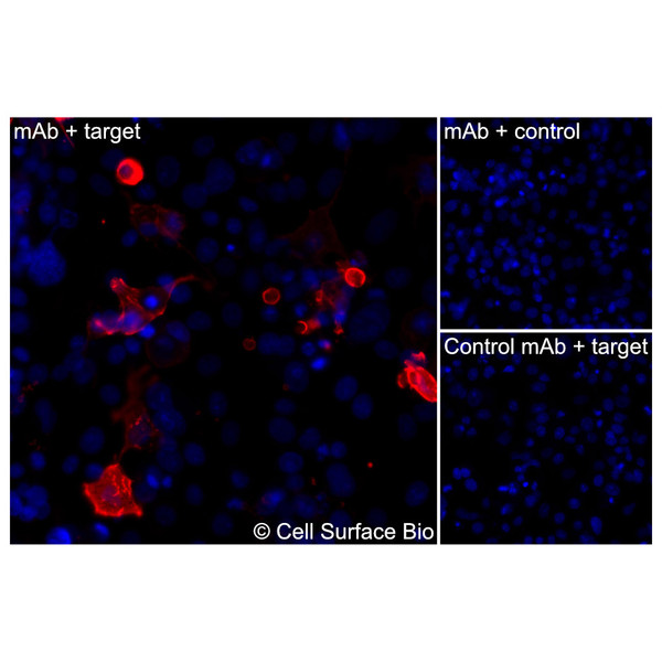 Immunofluorescence, Extracellular: (Left) COS-7 cells transiently transfected human MOG were stained with MOG Monoclonal Antibody (CSB0144) followed by AlexaFluor 647 anti-Mouse IgG secondary antibody (red) and DAPI (blue). (Top right) COS-7 cells transiently transfected with an empty control vector stained with MOG Monoclonal Antibody. (Bottom right) Isotype control: COS-7 cells transfected with human MOG and stained with control MAb.