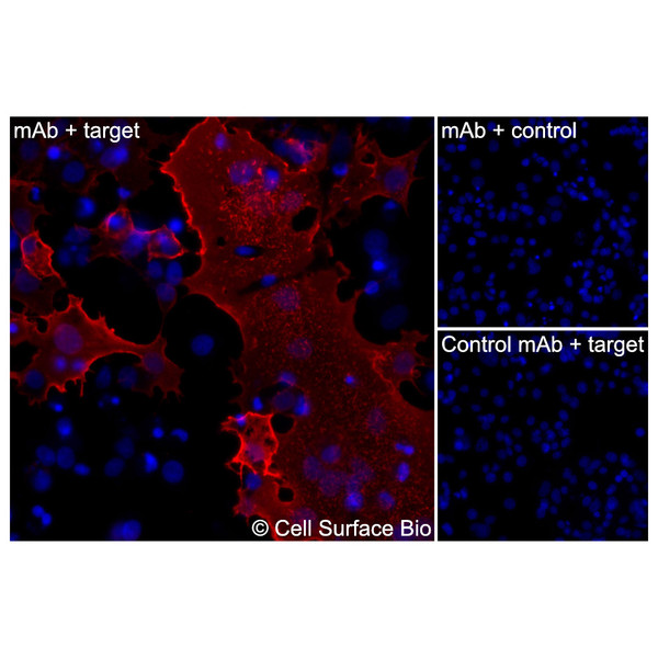 Immunofluorescence, Extracellular: (Left) COS-7 cells transiently transfected RSV-F were stained with RSV-F Monoclonal Antibody (CSB0017) followed by AlexaFluor 647 anti-Mouse IgG secondary antibody (red) and DAPI (blue). (Top right) COS-7 cells transiently transfected with an empty control vector stained with RSV-F Monoclonal Antibody. (Bottom right) Isotype control: COS-7 cells transfected with RSV-F and stained with control MAb.