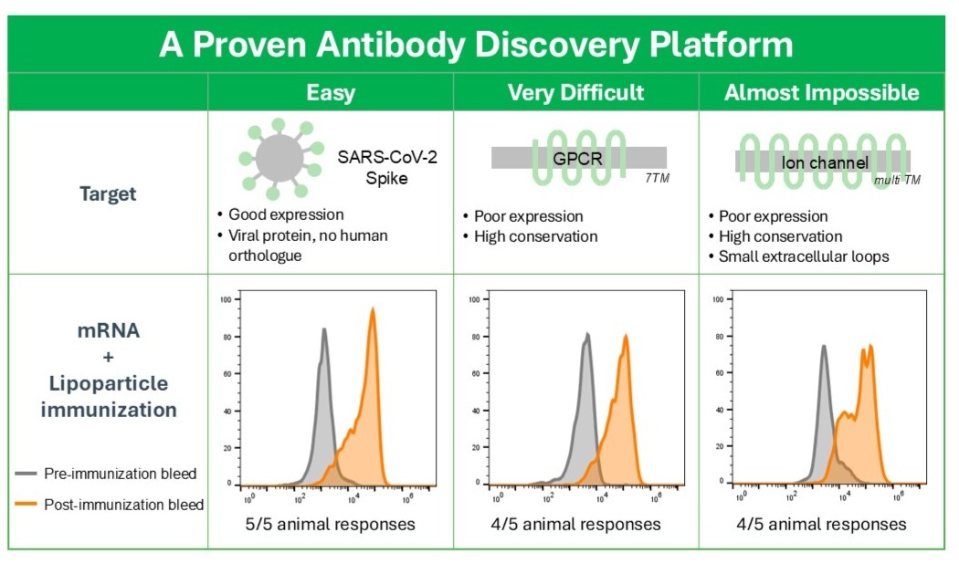 our custom antibody services leverage our proven antibody discovery platform to consistently deliver high-quality antibodies against even the most challenging protein targets to enable target validation. Capable of isolating GPCR antibodies, ion channel antibodies, and other highly conserved and poorly expressed antigens with small extracellular loops. Immunization with mRNA and Lipoparticles produces a robust immune response and high titers for both easy (e.g. SARS-CoV-2 spike protein) and hard targets (GPCRs and ion channels) in chickens, a divergent host species. Produces high-quality monoclonal antibody reagents; flow cytometry antibodies, IHC antibodies, mouse antibodies, NHP antibodies (including rhesus antibodies, marmoset antibodies, and macaque antibodies) all with high titers against native antigens. 