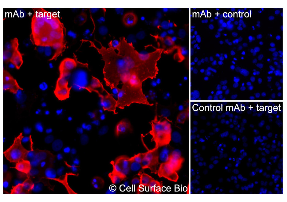 3 immunofluorescence microscopy photos. A shows a clear red signal on a subset of cells expressing the target protein, along with blue nuclei. B and C show controls, with only blue nuclei and no red signal.