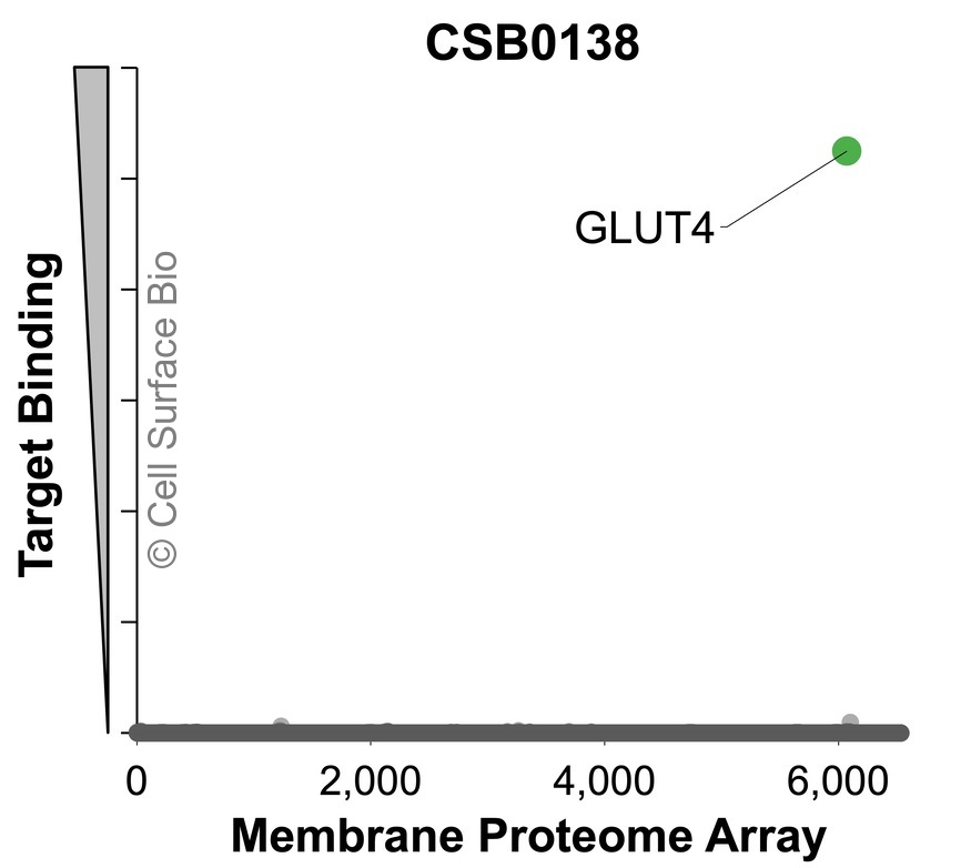 Graph plots 6,000 MPA proteins on the X-axis against CSB138 antibody binding on the Y-axis. A green dot shows specific binding to the intended target, GLUT4, and no off-target interactions.