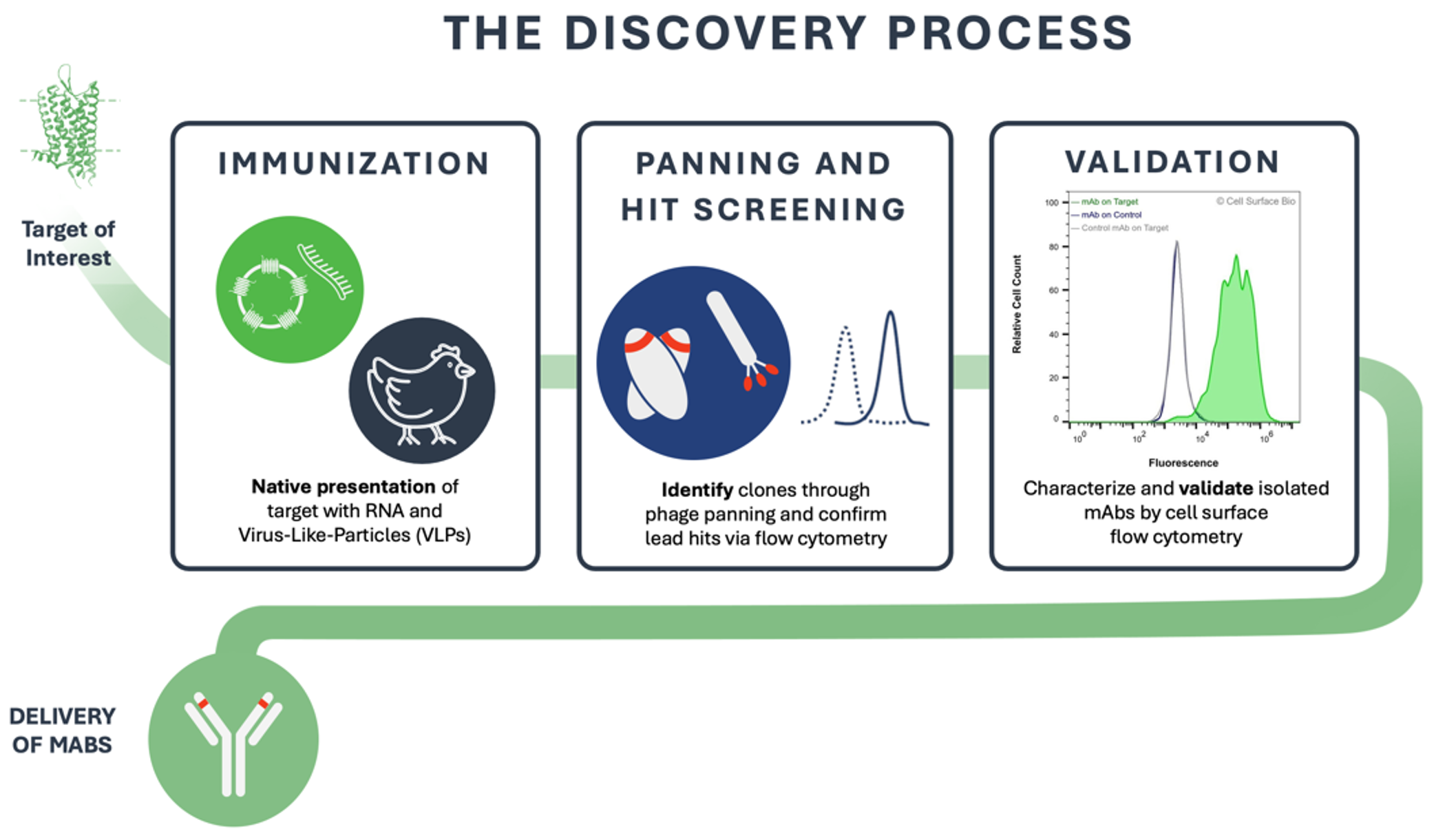 our custom antibody services leverage our proven antibody discovery platform to generate pan-reactive antibodies that cross-react with numerous mammalian species. Our antibody discovery platform utilizes chickens as a divergent host species and immunizes with mRNA and Lipoparticles (virus-like particles, VLPs) that present high-concentration and structurally-intact membrane proteins, to generate antibodies against native antigens. Monoclonal antibody reagents are screened using optimized phage display protocols to isolate rare mAbs even against membrane proteins embedded in a lipid bilayer. Antibodies are validated and characterized to ensure high-quality antibody reagents that are compatible with flow cytometry, IHC, immunofluorescence, western blot, and numerous other assays.