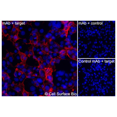 CD1D MAb - CSB0094 - Cell Surface Bio