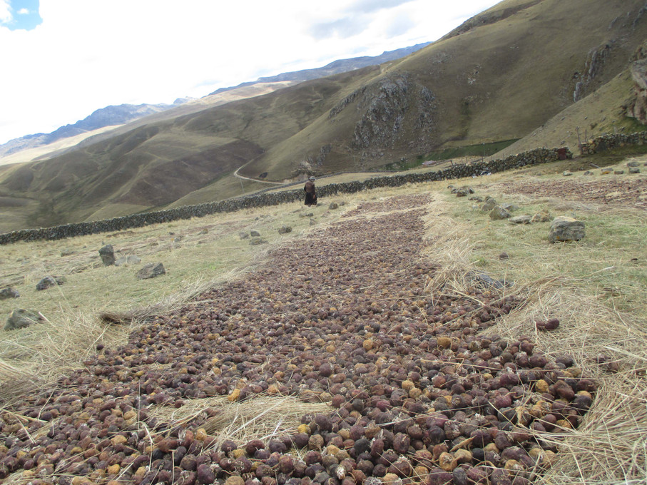 Where Our Maca Comes From