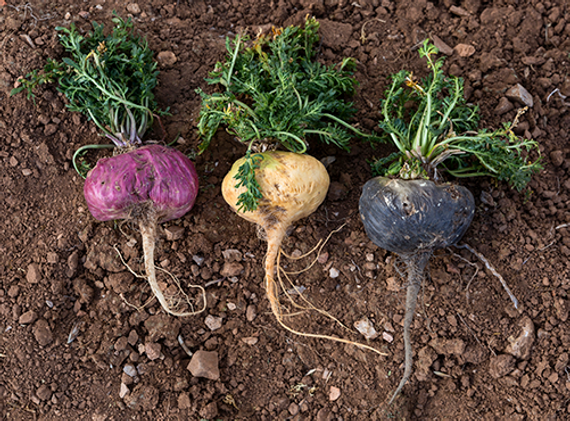 3 Color Maca Roots