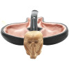 Colored Skull in Claw Meerschaum Pipe - P118873