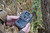 DS4K Transmit Cellular Trail Camera