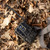 Spectre 4K Dual-Core Cellular Trail Camera