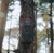 Fusion™ Max 3.0 Cellular Trail Camera