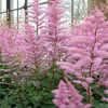 TOUCH OF ECO GIANT PLUME ASTILBE COLORFUL MIX - 3 BULBS ATTRACTS BUTTERFLIES New
