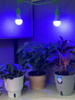 MIRACLE LED KEEP’EM ALIVE PLANT SURVIVAL GROWING KIT 4KK BLUE SPECTRUM - BLACK