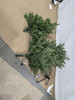 GENERIC ARTIFICIAL PRE LIT CHRISTMAS TREE 5FT - MULTICOLOR