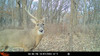 WILDGAME INNOVATIONS INSITE-V 3-PACK CELLULAR TRAIL CAMERA 32 MP, 80FT - GRAY