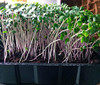 SPONGEASE THER PERFECT POTTING SOIL 1 QUART EXPANDS - GREEN New