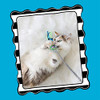 FATCAT TADPOLE STUFFED 100% ORGANIC CATNIP INTERACTIVE CAT TOY GREEN - 31833 New