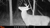 WILDGAME INNOVATIONS INSITE-V 2-PACK CELLULAR TRAIL CAMERA 20 MP 80FT - GRAY