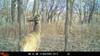 WILDGAME INNOVATIONS INSITE-V 2-PACK CELLULAR TRAIL CAMERA 20 MP 80FT - GRAY