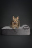 NOAH & PAW Small Dog Bed, 20x15x6.5 Inch VELVET COLLECTION - GRAY