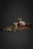 NOAH & PAW Small Dog Bed, 20x15x8 Inch, Cat Bed, Orthopedic Eggshell Memory Foam New