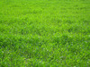 Perennial Ryegrass Seed Blend New
