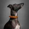 NOAH & PAW DOG COLLAR FOR MEDIUM DOGS, GENUINE LEATHER MEDIUM DOG COLLAR