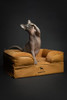 NOAH & PAW SMALL DOG BED 20X15X8 INCH ORTHOPEDIC MEMORY GEL - CAMEL