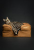 NOAH & PAW SMALL DOG BED 20X15X8 INCH ORTHOPEDIC MEMORY GEL - CAMEL