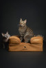 NOAH & PAW SMALL DOG BED 20X15X8 INCH ORTHOPEDIC MEMORY GEL - CAMEL